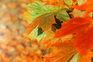 Colorful autumn leaves of maple tree with shallow focus. Fall blurred background.. Fall and Autumn Season Concept