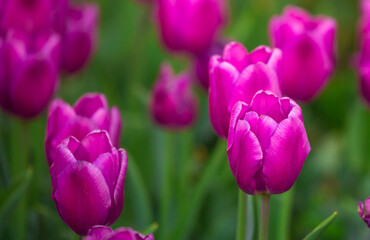 Obraz premium Blooming Tulips. Spring floral background. Field of bright beautiful tulips close-up. Pink and purple tulips at a flower festival in Holland. long banner