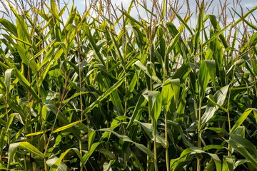 Corn field in the sunny and blue sky