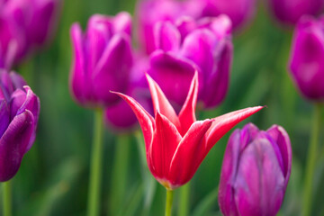 Blooming Tulips. Spring floral background. Field of bright beautiful tulips close-up. Pink and purple tulips at a flower festival in Holland. long banner