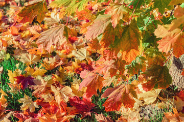 Colorful autumn leaves of maple tree with shallow focus. Free space for text, holidays motive. Fall and Autumn Season Concept