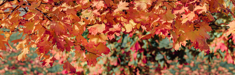 Colorful autumn leaves of maple tree with shallow focus. Fall blurred background.. Free space for text, holidays motive. Fall and Autumn Season Concept