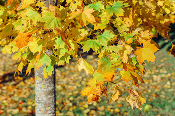 Maple tree in autumn in the park. Fallen yellow maple leaves in autumn on green grass