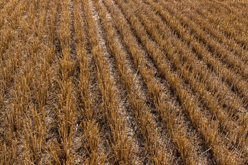 Stubble in the field after harvest. Cut stalks of cereals in the field. Slender rows of grain crops