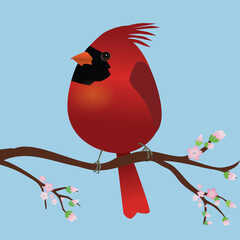 A very cute Northern cardinal bird in the shape of an egg. Blue background. The bird sits on a branch with pink blossoms.
