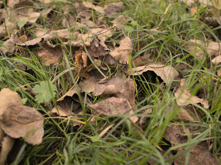 Autumn leaves on green grass. A grasshopper is sitting on one of the leaves. Texture, background.
