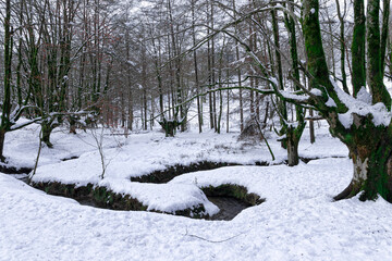 otzarreta beech forest in the basque country in snowy winter