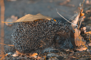 A little hedgehog walks with autumn leaves. In search of food on an evening walk between houses and city streets.