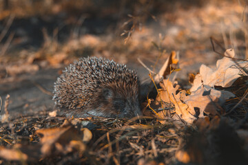 A little hedgehog walks with autumn leaves. In search of food on an evening walk between houses and city streets.