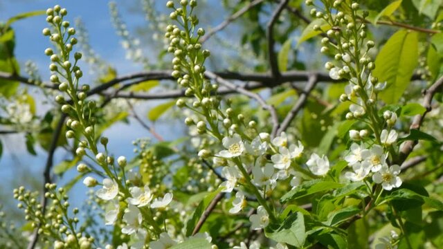 Young spring leaves and flowers of bird cherry tree with unblown flower buds. Spring background. Soft selective focus.