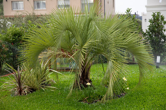 Gardening. Closeup view of a Butia capitatata, also known as Jelly Palm growing in the garden. The automatic sprinklers watering the plants. 