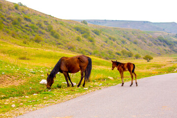 Obraz premium Horses gallop over mountains and hills. A herd of horses grazes in the autumn meadow. Livestock concept, with place for text.