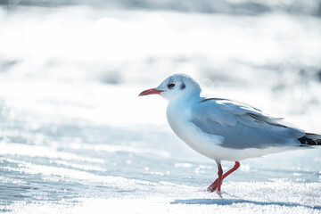 Seabird seagull close-up in the water at sea.