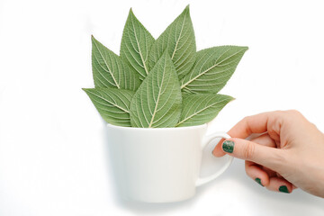 white cup full of leaves with female hand