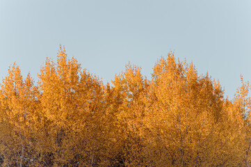 Fototapeta premium Bright yellow autumn leaves on a background of blue sky in fine Sunny weather. Beautiful autumn nature background.