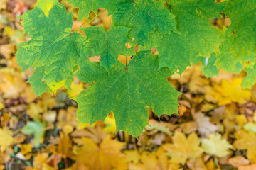 Fototapeta na wymiar Colorful autumn leaves of maple tree with shallow focus. Fall blurred background.. Free space for text, holidays motive. Fall and Autumn Season Concept