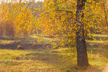 Golden birch forest. Panoramic view. Green, orange, yellow, red leaves, close-up. Pure nature, environmental conservation, ecology. Tree trunks, natural autumn leaf texture pattern background