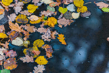 Fototapeta na wymiar Colourful fall leaves in pond lake water, floating autumn leaf. Autumn wallpaper background concept of falling leaves on water surface. Beautiful reflection in water. Space for text.