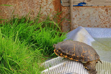 Tortuga tomando el sol