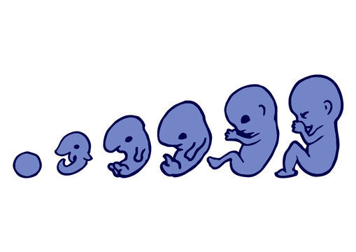 b&eacute;b&eacute; baby