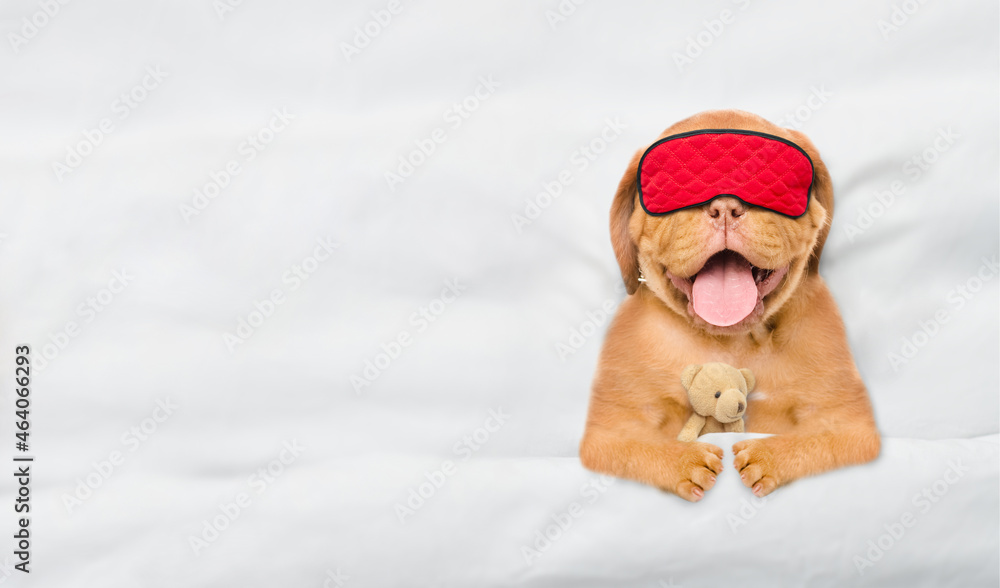 Aufkleber mastiff puppy wearing sleeping mask sleeps under white blanket on a bed at home and hugs toy bear. t