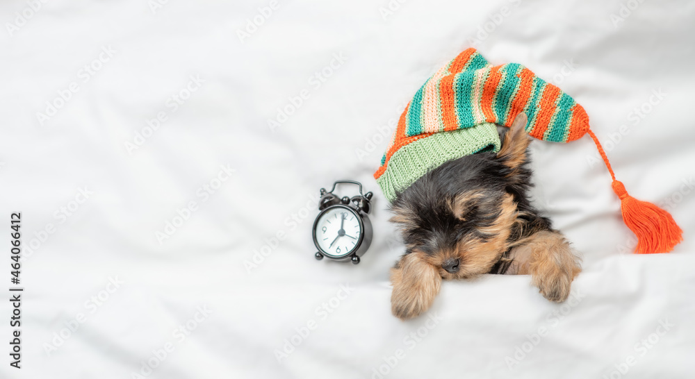 Poster yorkshire terrier puppy wearing warm hat sleeps with alarm clock under white warm blanket on a bed a