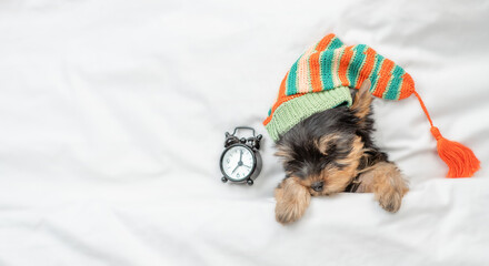 Yorkshire terrier puppy wearing warm hat sleeps with alarm clock under white warm blanket on a bed at home. Top down view. Empty space for text