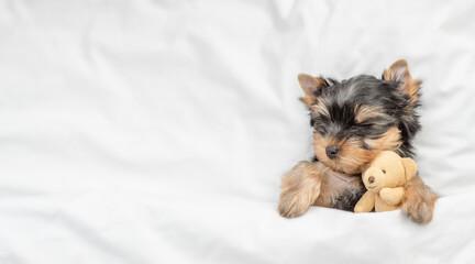 Cozy yorkshire terrier puppy sleeps under white warm blanketn on a bed at home and hugs toy bear. Top down view. Empty space for text