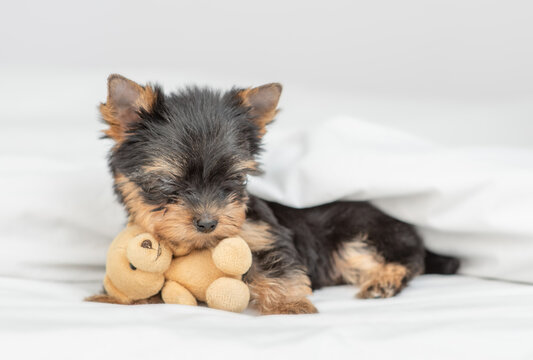 Cute Yorkshire terrier puppy hugs toy bear under warm blanket on the bed at home before bedtime