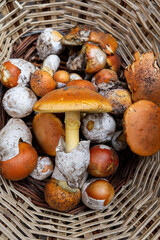 Caesar's mushroom in a wicker basket. Vertical picture of collected edible amanita caesarea mushroom.
