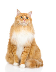 Adult maine coon cat sits in front view and lookw at camera. isolated on white background