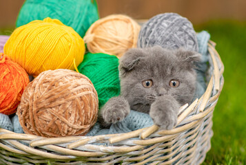 Cozy kitten sleep with clews of thread inside a basket on green summer grass