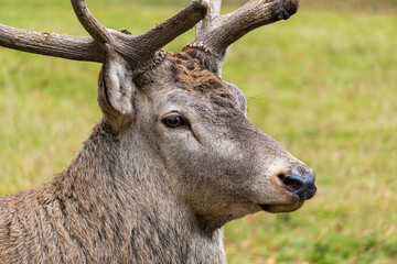 Close-up of a Deer head
