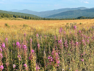 Blooming field in a valley in mountain Altai