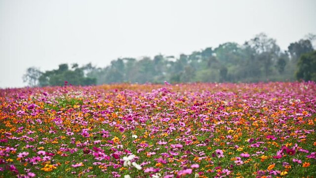 Colorful cosmos field blooming in garden