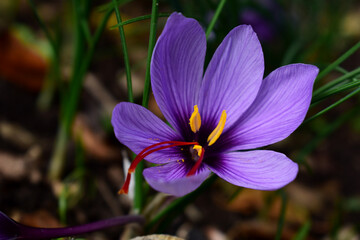 Safran Blüte mit Crocus sativus Staubgefäßen Reife im Herbst