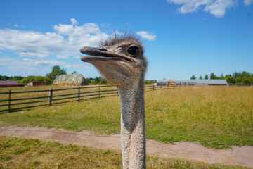 These are ostriches on an ostrich farm. These are cute funny animals with long eyelashes and expressive eyes.