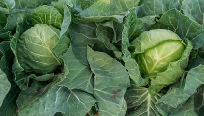 Obraz premium head of young green cabbage close-up.