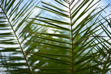 Natural backgrounds. Palm branches. Leaves of palm trees against the blue sky.