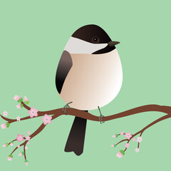 A very cute Chickadee bird in the shape of an egg. Blue background. The bird sits on a branch with pink blossoms.
