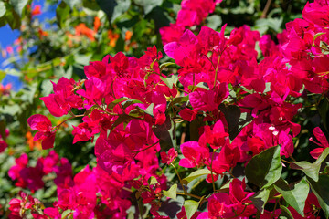 red bougainvillea perennial plant close-up, forming a bunch of axillary or terminal branches. colorful flowers for background