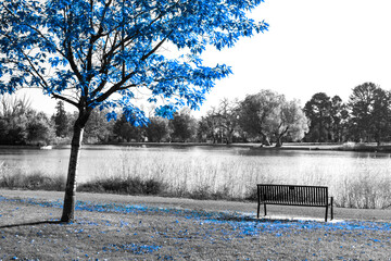Fototapety  Blue tree above an empty bench in a black and white landscape scene