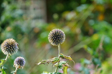 beautiful globe thistle seed heads of (Echinops setifer) with blurred background, taken in late autumn