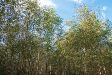 Wäldchen junger Bäume im Spätsommer