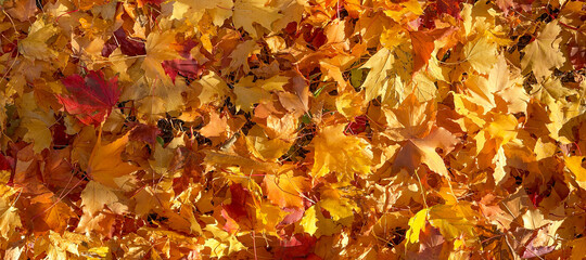 Autumn yellow maple leaves panorama banner. Fallen bright leaves on the ground. Autumn background with lots of colorful maple leaves.