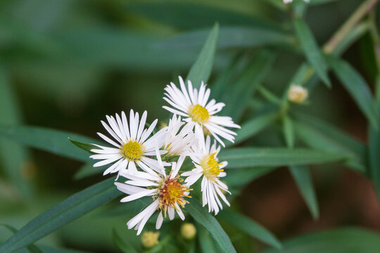 wei&szlig;e, kleine Aster-Bl&uuml;ten 