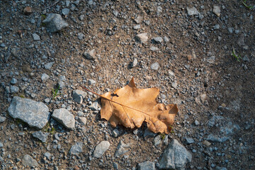 goldenes Herbstblatt auf einem grauen Waldweg