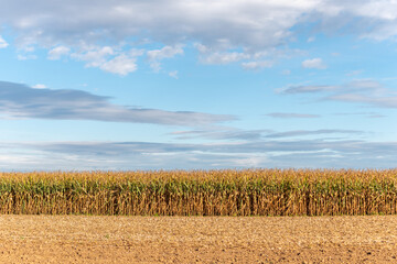 Obraz premium Agricultural fields in autumn, corn fields.