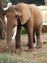 elephant in the zoo