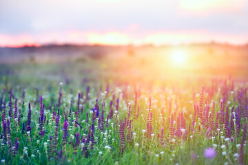 green meadow with different herbs and flowers in the spring, summer evening.

